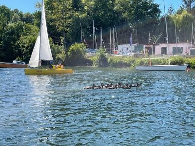 4 meme les canards viennent apprendre au club